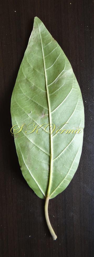  Leaf (Abaxial View)